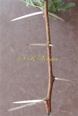  Stipular spines variable
